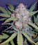 Stardawg auto fem (FastBuds) семена конопли