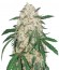 Bubblegum+ Pro fem (Victory Seeds) семена конопли