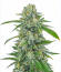 The White Fire OG fem (Seedkeepers) семена конопли