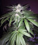 Wedding Gelato fem (RQS) семена конопли
