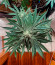 King's Juice(Green House Seeds) семена конопли