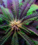 Ayahuasca Purple fem семена конопли
