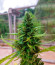 Jet Fuel Mandarine XL Auto fem (Sweet Seeds) семена конопли