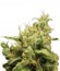 Opium fem (Paradise Seeds) семена конопли