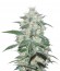 Pakistan Valley fem (World of Seeds) семена конопли