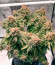 Grandaddy Purple fem семена конопли