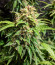 Катюша fem (Kalashnikov Seeds) семена конопли