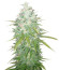 Medical Collection 8 (World of Seeds) микс семян конопли