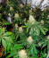 Sherbert Gorilla fem (Dr. Krippling Seeds) семена конопли