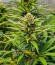 GG4 Sherbet FF fem (FastBuds) семена конопли