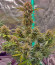 Z-Up Auto fem (FastBuds) семена конопли