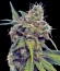 Utopia Haze fem (Barney's Farm) семена конопли