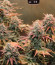 Auto Night Queen fem (Dutch Passion) семена конопли