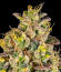 Peach Cake by Cookies fem (Silent Seeds) семена конопли