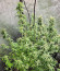 White Critical Express (Kalashnikov Seeds) семена конопли