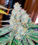Persian Pie fem (Green House Seeds) семена конопли