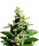Green-O-Matic auto fem сорт конопли