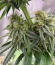 Crescendo RBX1 fem (Ethos Genetics) семена конопли
