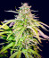Ice Cream Cake fem (Barney's Farm) семена конопли