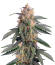 Ghost Chem OG Autoflower fem (Seedkeepers) семена конопли