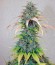 Green-O-Matic auto fem каннабис