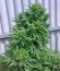 Ogre Auto fem (Doctor’s Choice) семена конопли