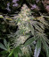 Fruit Gum fem (UKHTA420) семена конопли