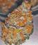 Garlic Cookies fem семена конопли