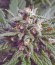 Biddy Early reg (Serious Seeds) семена конопли