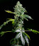DDoS #33 fem (Herbies Seeds) семена конопли