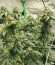 Watermelon Zkittlez fem семена конопли