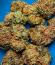 Z42 fem (FastBuds) семена конопли
