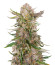 Apple Strudel Auto fem (FastBuds) семена конопли