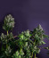 Glookies fem (Barney's Farm) семена конопли