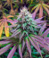 Notorious THC fem (Humboldt Seed Company) семена конопли