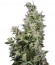 White Magic fem семена конопли