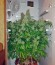 Jack Herer fem каннабис