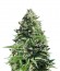 Семена марихуаны Royal Gorilla Automatic (Royal Queen Seeds)