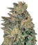 Spiritual Punk fem (Samsara Seeds) семена конопли