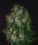 Glookies fem (Barney's Farm) семена конопли