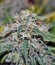 Big Devil #2 Auto fem (Sweet Seeds) семена конопли