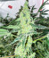 Lemon OG fem (AlphaFem Seeds) семена конопли