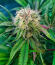 Thin Mint x Sour Pinot Auto семена конопли