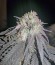 Amherst Sour Diesel fem сорт марихуаны 