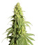 Banana Rapids fem (Dr. Krippling Seeds) семена конопли