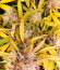 Choco Thai Auto fem (Herbies Seeds) семена конопли