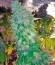 Ganesh reg (Mandala Seeds) семена конопли