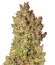 Grapefruit auto fem (FastBuds) семена конопли