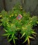 Il Diavolo Auto fem (Delicious Seeds) семена конопли