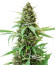 Glue Gelato Auto fem (Barney's Farm) семена конопли